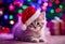 Chistmas Scene - A cute kitten wearing a red Santa Claus hat on its head