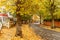 Chiswick suburb street in autumn, London