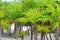 Chit palm trees in Caribbean beach sand Tulum