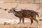 A chital Axis axis, also known as spotted deer, chital deer, and axis deer walks along the dry Indian ground