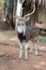 The chital or cheetal also known as spotted deer