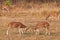 Chital or cheetal deers (Axis axis),