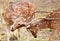 Chital or cheetal deers (Axis axis),