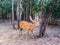 Chital deer, Axis deer, Spotted deer in Ubon ratchathani zoo Thailand