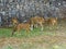 Chital Deer, Cheetal, Spotted deer, Axis deer - graze