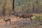 Chital Deer Herd