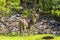 Chital deer with Land pollution in the background. Indicates environmental pollution. And the importance of protecting it. Doe Cap