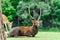 Chital deer , Spotted deer , Axis deer on raining day