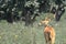 Chital deer or spotted deer deer stag axis axis in bandipur national park in karnataka, south india