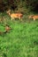 Chital deer or spotted deer family axis axis with stag, doe and fawn, grazing in the grassland of bandipur national park