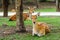 Chital deer , Spotted deer , on raining day