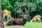 Chital deer , Spotted deer , on raining day