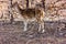 Chital Doe in a forest clearing, Gir Natonal Park, Gujarat, India