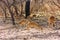 Chital herd feeding on fallen berries, Gir National Park, Saurashtra, Gujarat, India