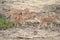 Chital, Spotted Deer or Axis Deer