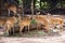 Chital or spotted deer in cage at public park in Bangkok, Thailand