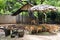 Chital or spotted deer in cage at public park in Bangkok, Thailand