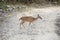 A chital or spotted deer crosses a rocky road in a national park in India.