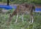 Chital - Spotted deer standing in a forest