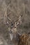 Chital Stag 2