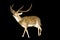 Chital Stag or Buck