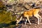 Chital Stag drinking at waterhole, Gir Natonal Park, Gujarat, India