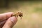 Chitin exoskeleton of cicada Tibicina haematodes in the hand