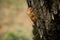 Chitin exoskeleton of cicada Tibicina haematodes on the tree