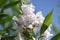 Chitipalta flowers 0495