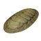 Chiton