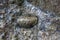 Chitons are marine molluscs of varying size in Polyplacophora class. Polyplacophoran mollusk on a rock off coast of the Red Sea.