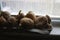 Chitting potatoes in front of windowsill to prepare for spring planting