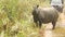 CHITWAN NATIONAL PARK, NEPAL - 10 October 2018 Tourists in car and Indian one-horned Rhinoceros crossing jungle road at