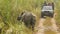 CHITWAN NATIONAL PARK, NEPAL - 10 October 2018 Tourists in car and Indian one-horned Rhinoceros crossing jungle road at