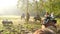 CHITWAN NATIONAL PARK, NEPAL - 10 October 2018 Tourists having trekking tour. Elephants with people on backs walking in