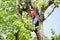 Chitwan Nepal ,04 April 2020:Nepali woman climbing down from tree after collecting  food for her cattle from Chitwan Nepal.