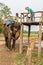 CHITWAN, NEPAL-MARCH 27: Elephant safari 27, 2015 in Chitwan, Ne