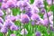 Chive Allium Schoenoprasum Colorful Blossom Home Gardening and Planting Stock Photo
