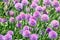 Chive Allium Schoenoprasum Colorful Blossom Home Gardening and Planting Stock Photo