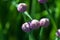 Chive blossoms in the garden