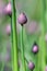 Chive blossoms in the garden