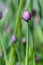 Chive blossoms in the garden