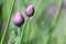 Chive blossoms in the garden