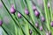 Chive blossoms in the garden