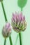 Chive blossoms with green background
