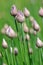 Chive Buds in Vegetable Garden