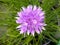 Chive Flower Close-up