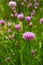 Chive Flowers