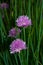 Chive flowers