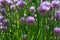 Chive flowers.